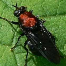 Clitellaria ephippium